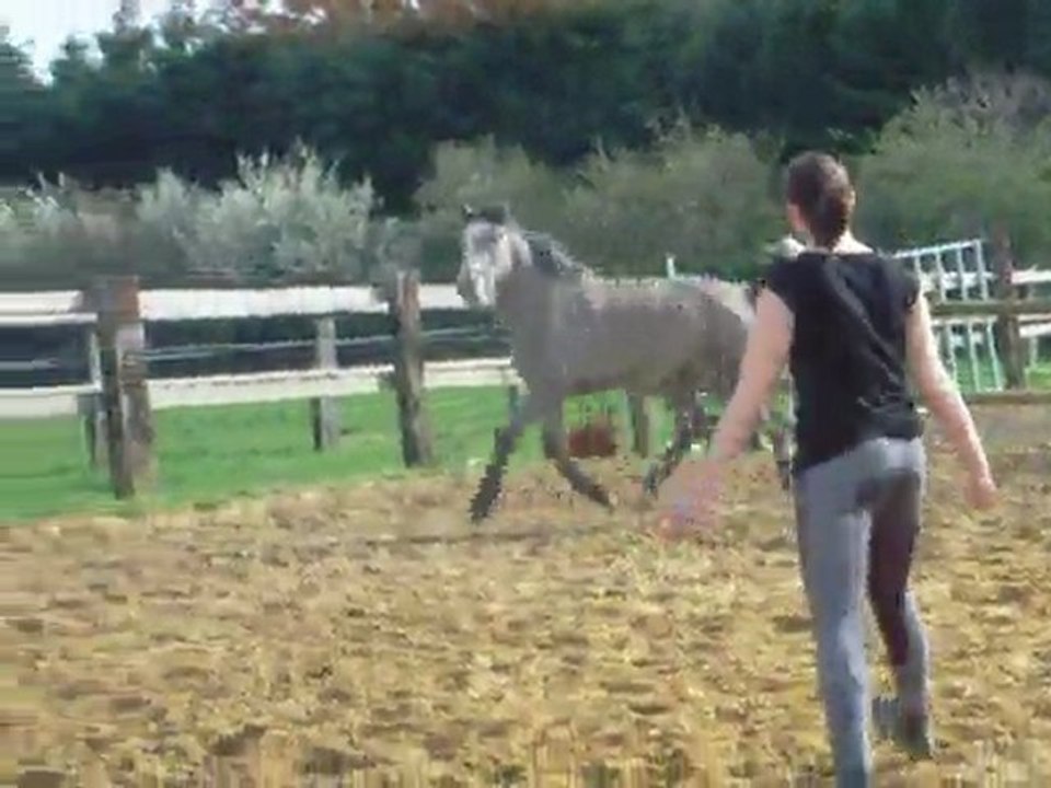 Vacadam Star Troides