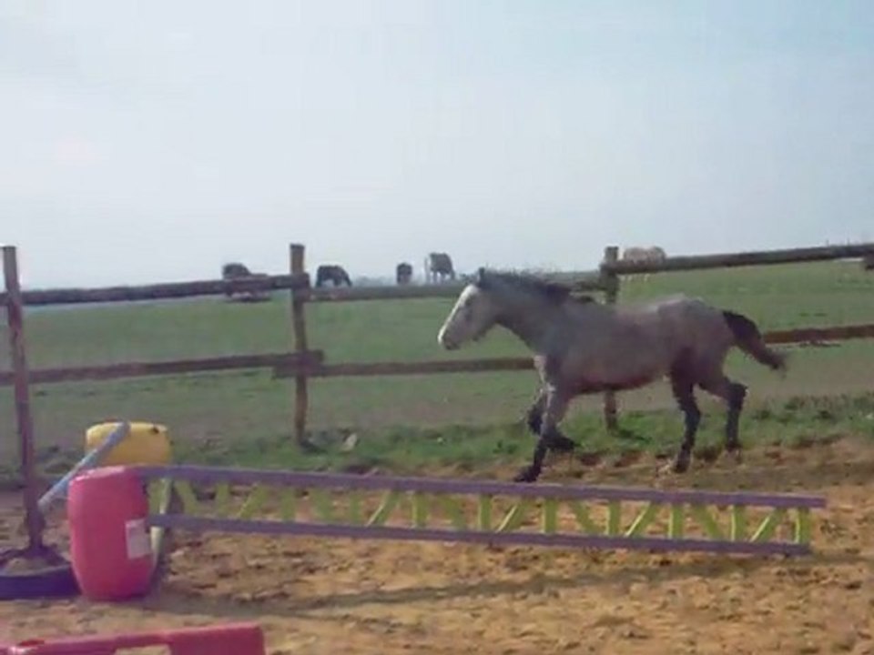 Vacadam Star Troides : 1ère séance de saut