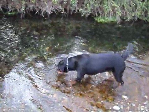 paco et felina 26 mars 2011 014