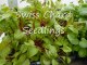 Growing From Seed Radishes,Swiss Chard,  Flowers
