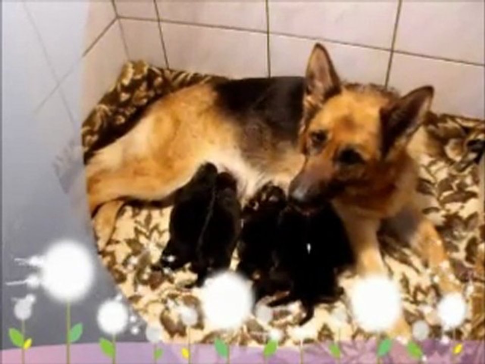 Vanille et ses bébés 26 mars 2011