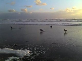 Ocean beach, seagulls playing