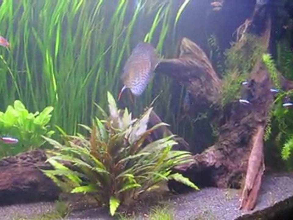 Discus ve diğer türlerden karma bitkili akvaryumum