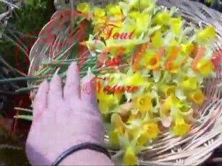 tite balade du printemps