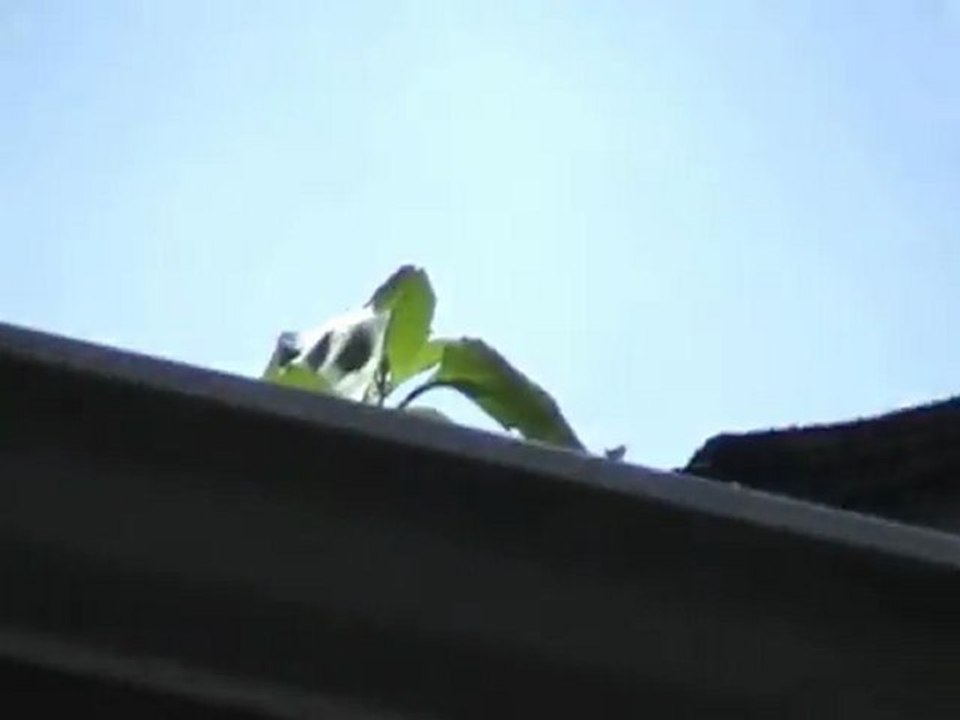 Houston Home Inspector: Water Stains on Rain Gutters