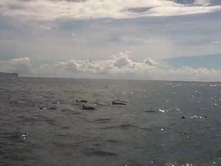 Ballet de dauphins