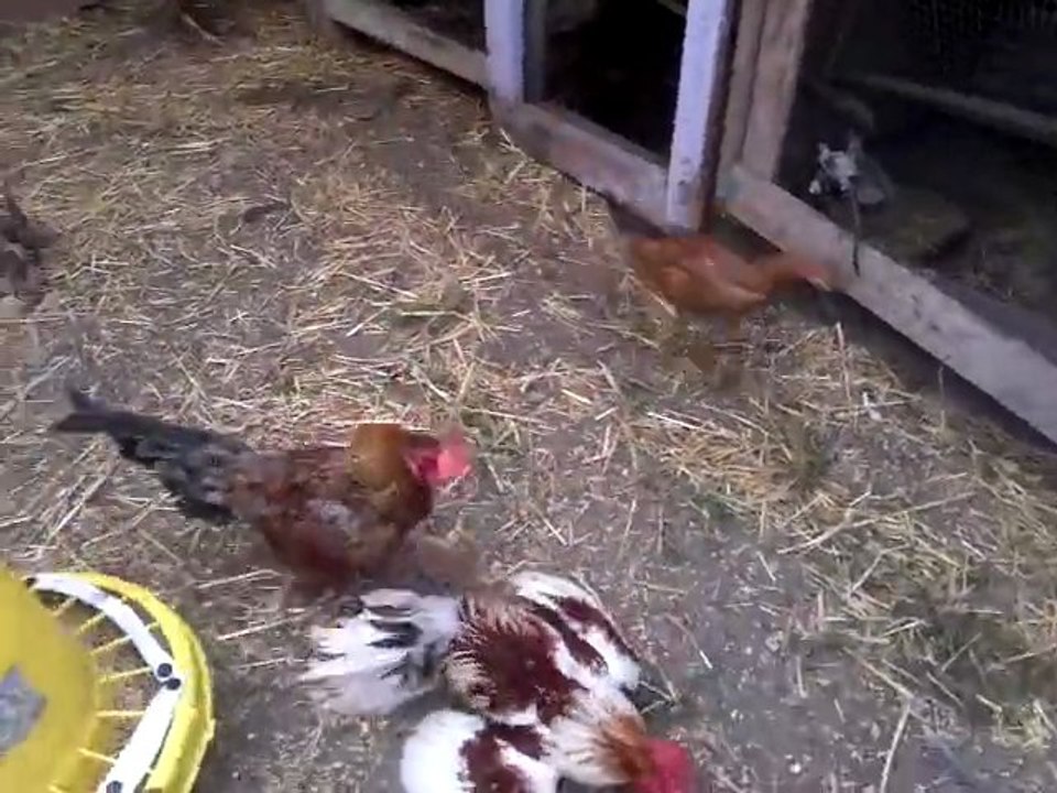 jeune coq poule né le               nm               VS   jeune coq de gouadeloupe