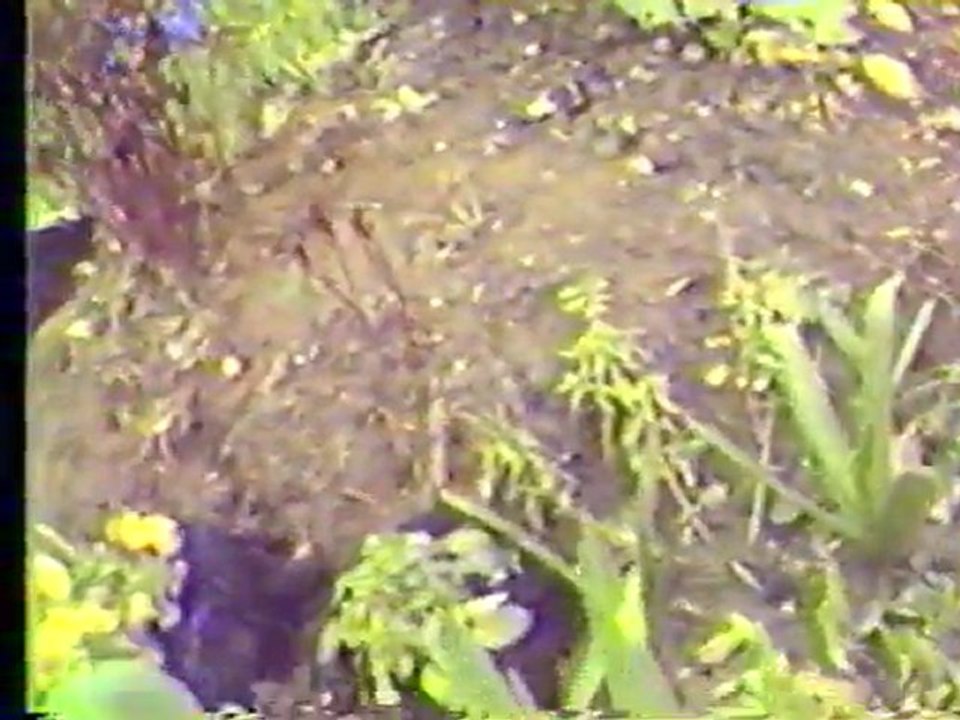 Test camescop JVC GR C1