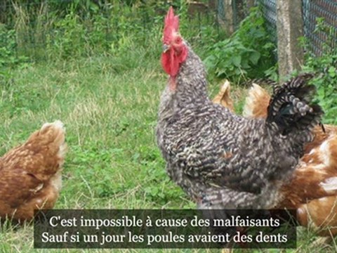 si les poules