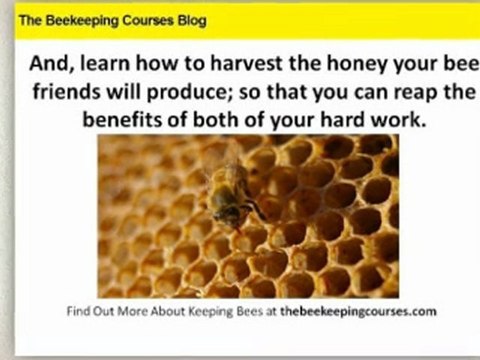 Discover The Real Benefits Of Beekeeping Courses