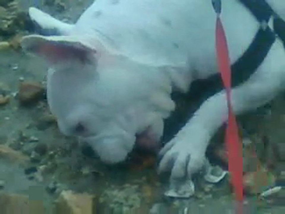 Mais tu es qui toi ?? c'est ma plage t'apporche pas !!