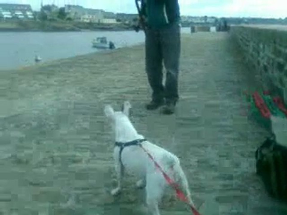 Bon j'ai quoi dans ma gamelle ce soir ???   ... Des croquettes je crois hein!!