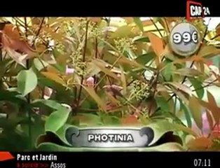 Jardinage : les astuces pour planter une haie mitoyenne