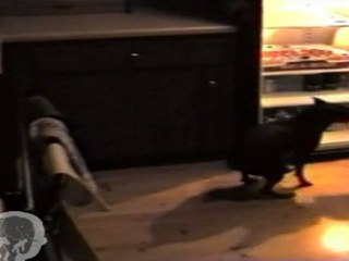 Chien voleur de pizza