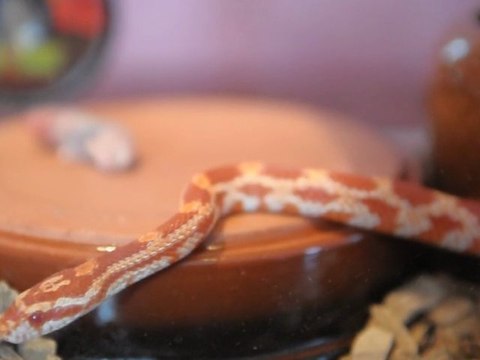 Elaphe guttata, souris 2