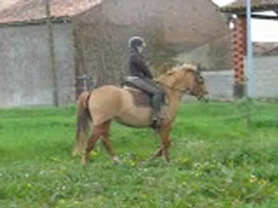 QUARTZIFERE ponette new forest A VENDRE
