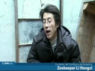 Una perrita amamanta y cuida a una cría de pantera y una de lobo