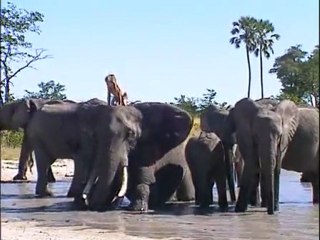 Le monde selon Tippi 3