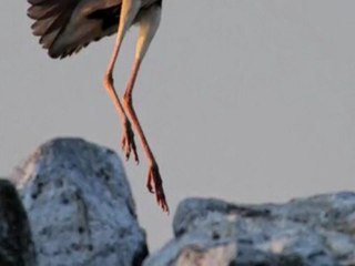 printemps sur le Léman