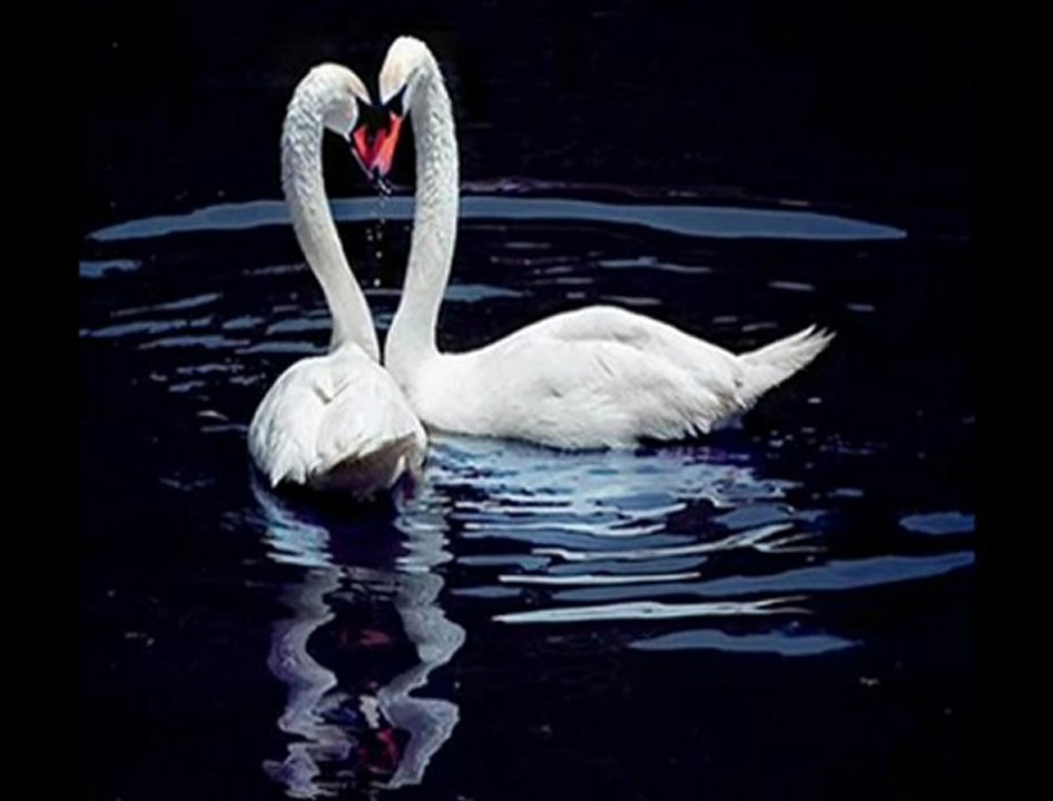 sezen aksu kusura bakma