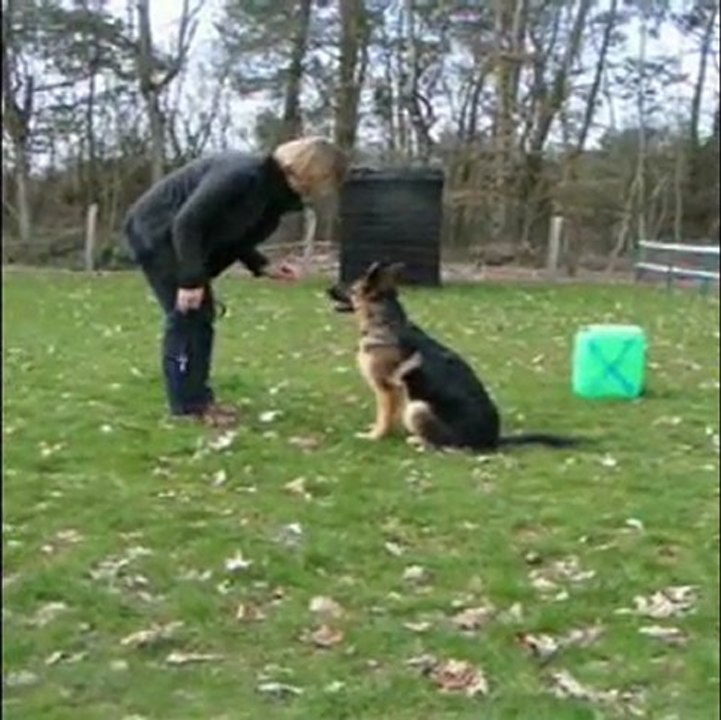 Faya après 3 mois en maternelle des chiots 1