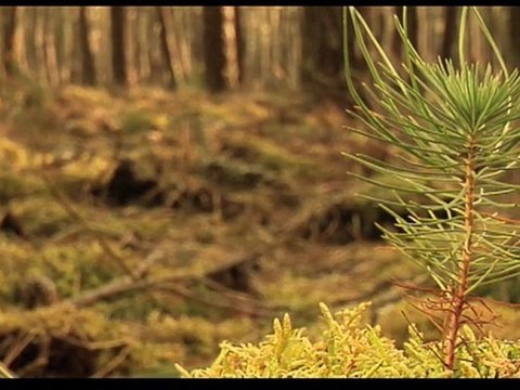 La forêt des Landes