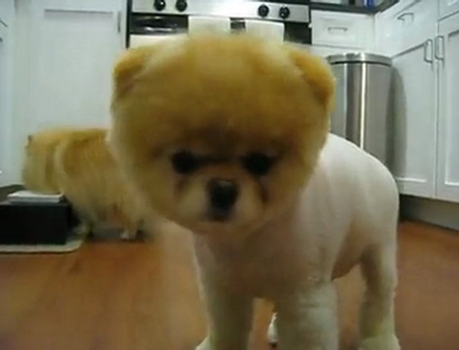 Boo le chien le plus mignon * Boo so cute little Dog * (F******k 2010)