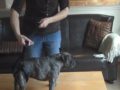 Bottom's Up Leash - Mobility Aid for Older Dogs