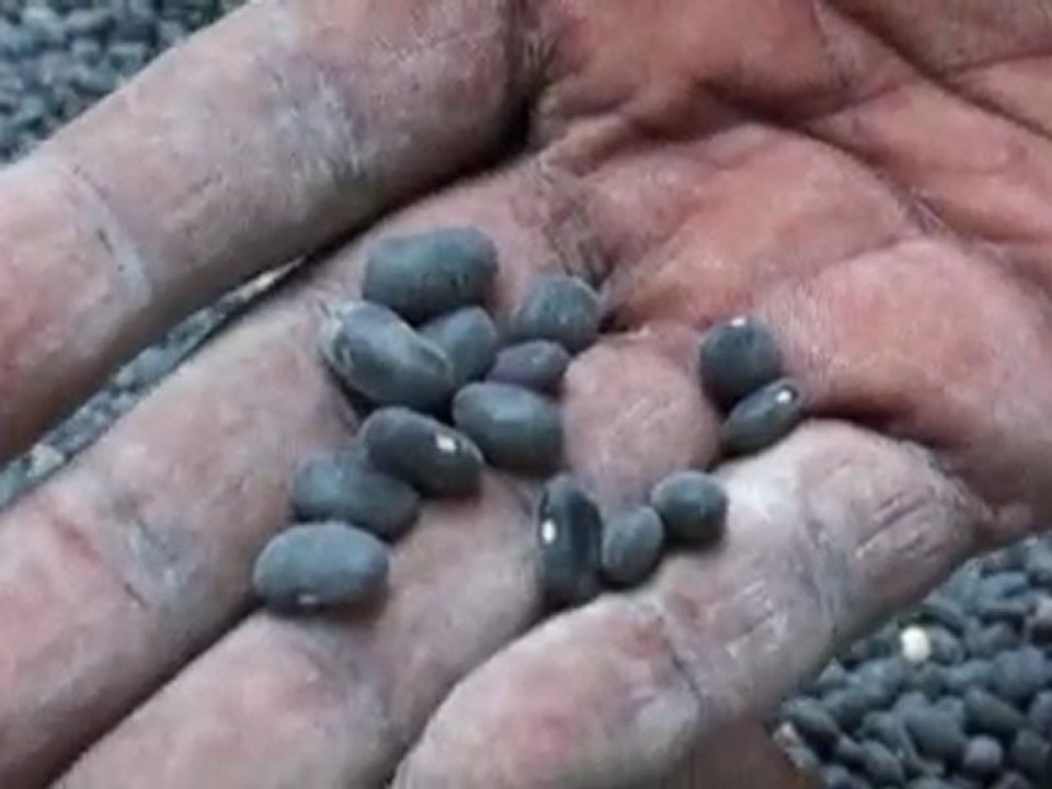 Jean-Baptiste Chavannes, Mouvement paysan Papaye - Hinche, Haïti