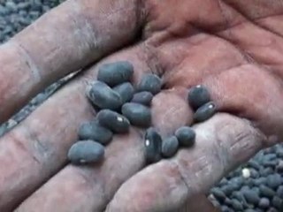 Jean-Baptiste Chavannes, Mouvement paysan Papaye - Hinche, Haïti