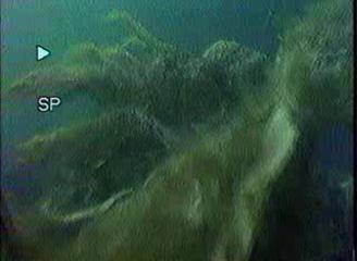 Dauphins Mysteres Tf1