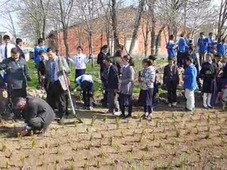Armutlu ilk öğrtim okulu fidan dikimi