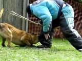 Chiots Malinois LOF  travail