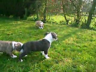 vidéo du  28.03.2011  :   la maman avec ses B.B à 6 semaines ...