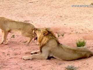 Kalahari & Gemsbok Nationalpark  HD