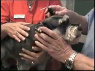 Dogs With ACL Injuries