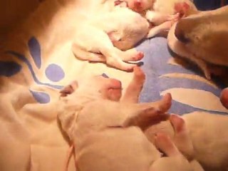 Chiots Daïka et Heaven portée mars 2011 J+1