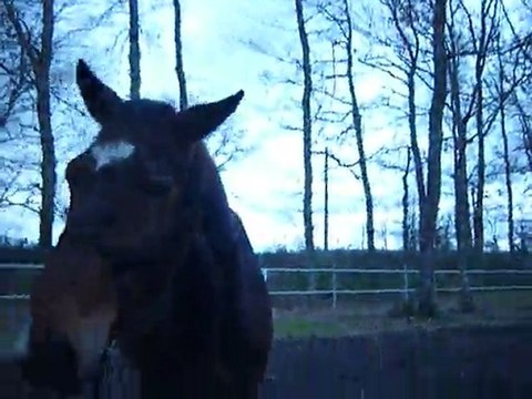 28032011 desensibilisation pneu, carrière