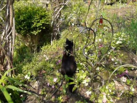 Lundi 28 Mars 2011 Chat & Sculptures-Vivantes