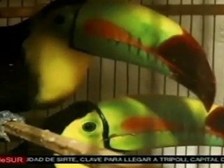 Operativo en México contra el tráfico de vida silvestre