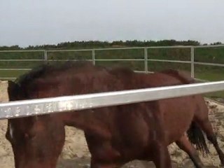 20.03.2011. Mome dans le rond longe