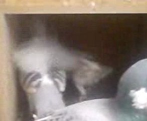 zırhlı şami yavru bakışı Fehmi ateş şanlıurfa www.guvercinurfa.com