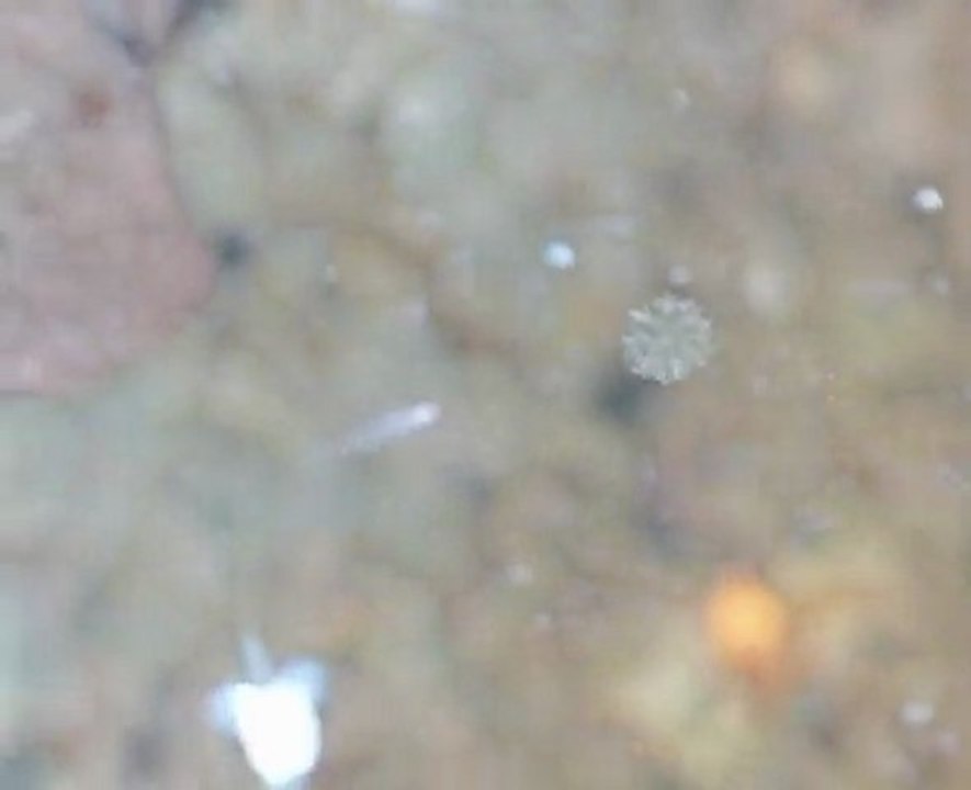 Colonie de rotifères Conochilus