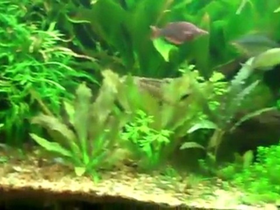 220 planted tank AFTER removing the Duckweed