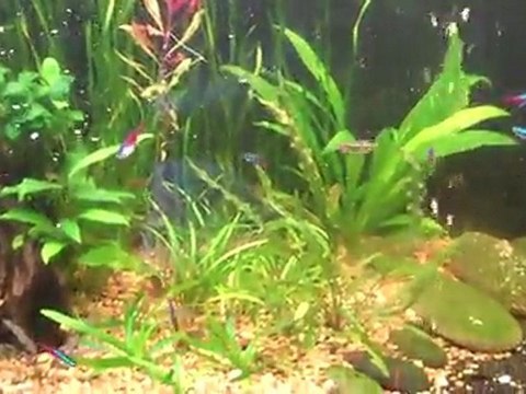 90 Gallon Neon Tetra tank. Planted Neon tank 10-22