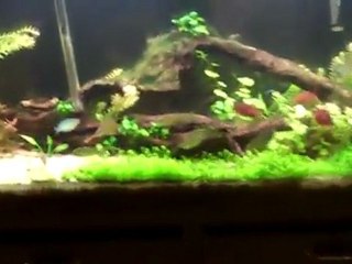 Steve's 55 gallon Planted tank. Rainbowfish