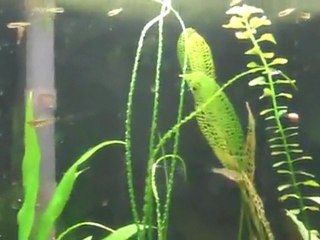 Growth of plants in a fine substrate over dirt in the ...