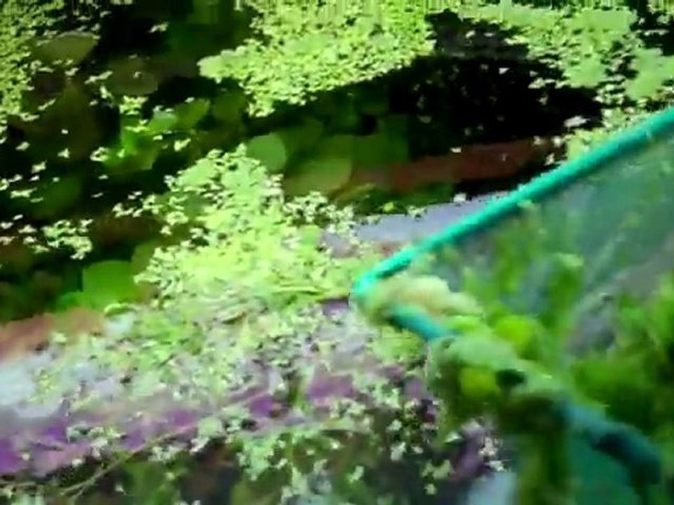 Removing Duck weed from my 220 planted tank BEFORE 10-11