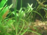Why do Waterchanges help grow baby rainbows grow?