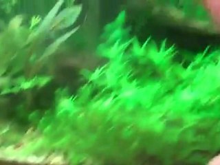 $40 worth of plants. Aquarium plants forsale. Mix bag